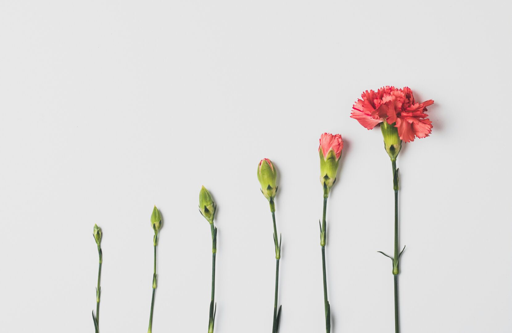 Croissance lente, depuis le bourgeon jusqu'à la fleur.