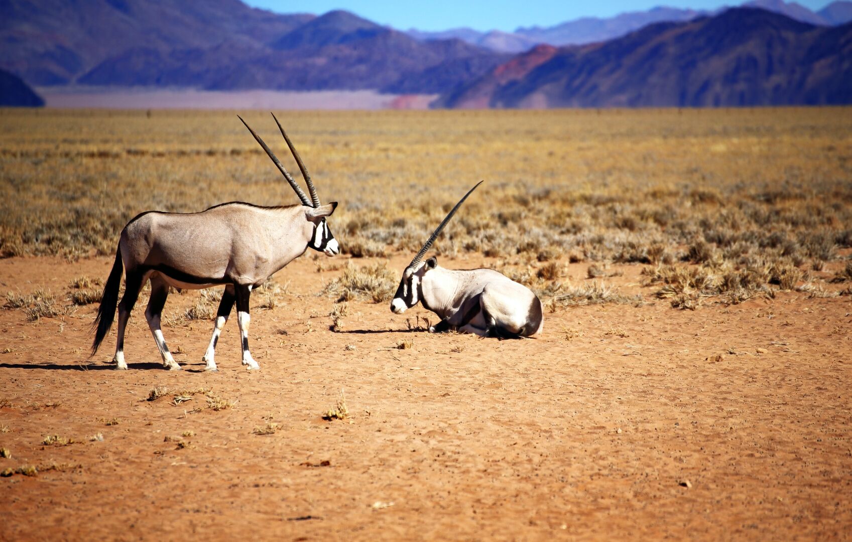 Deux oryx