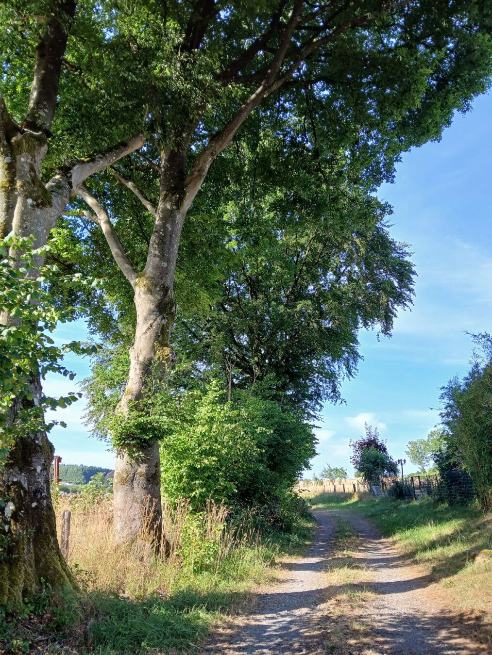 Chemin champêtre