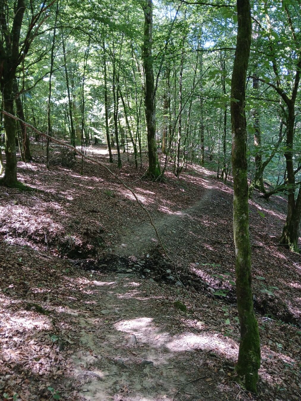 Chemin étroit dans les bois
