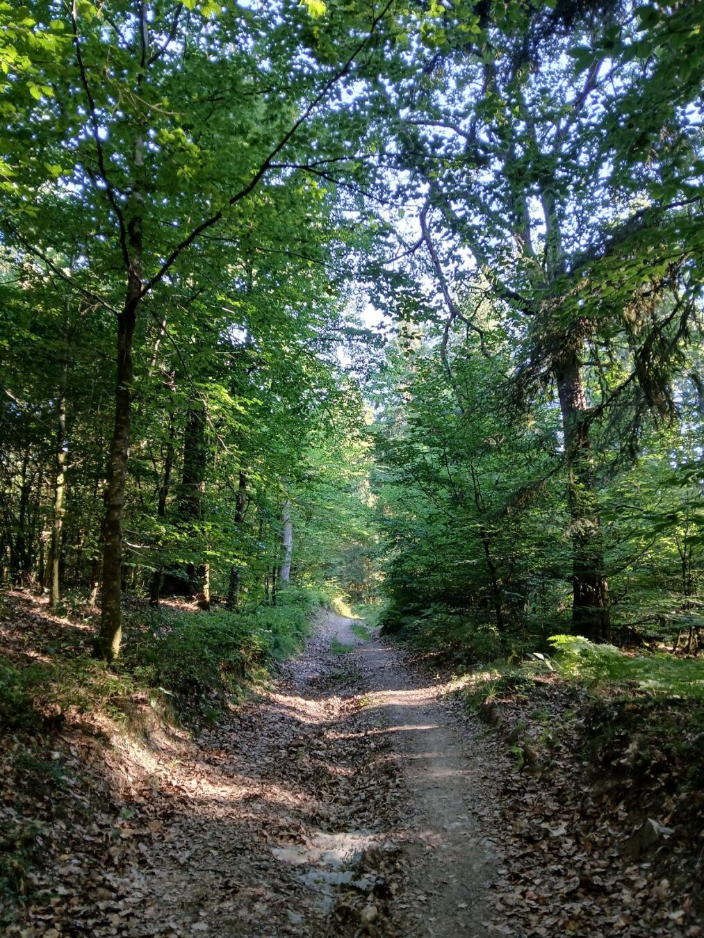 Chemin en forêt