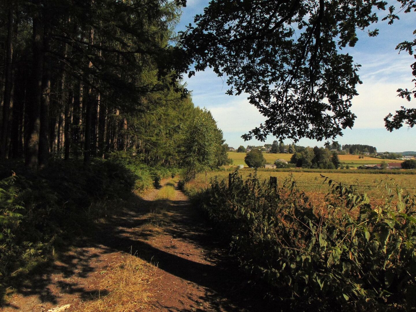 Chemin le long du bois
