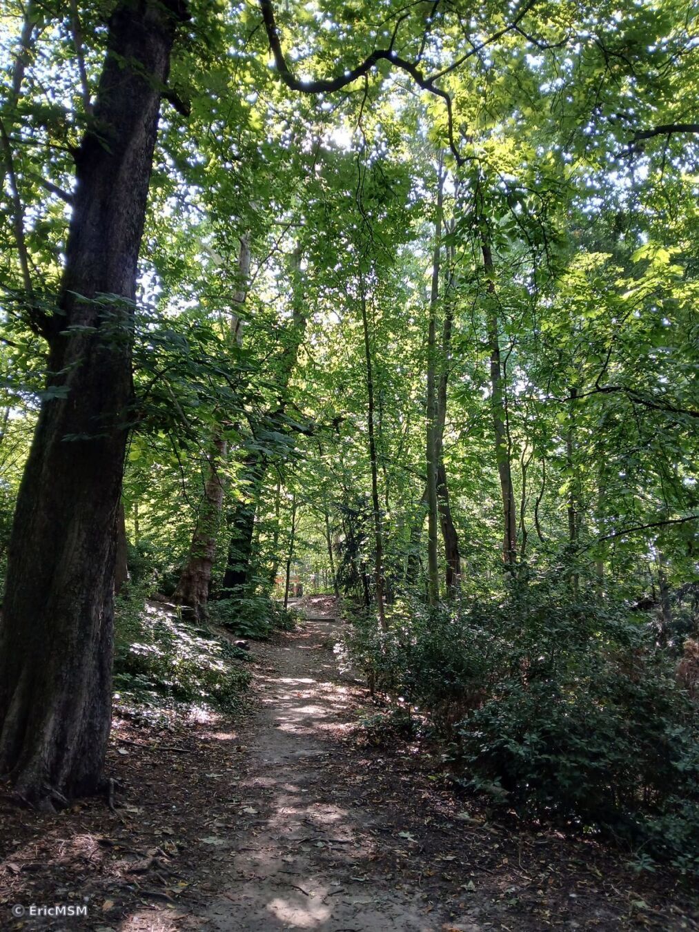 Dans le parc de Bruxelles, dans les parties surbaissées
