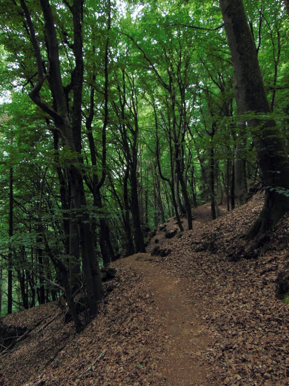 Le sentier est parfois très étroit.