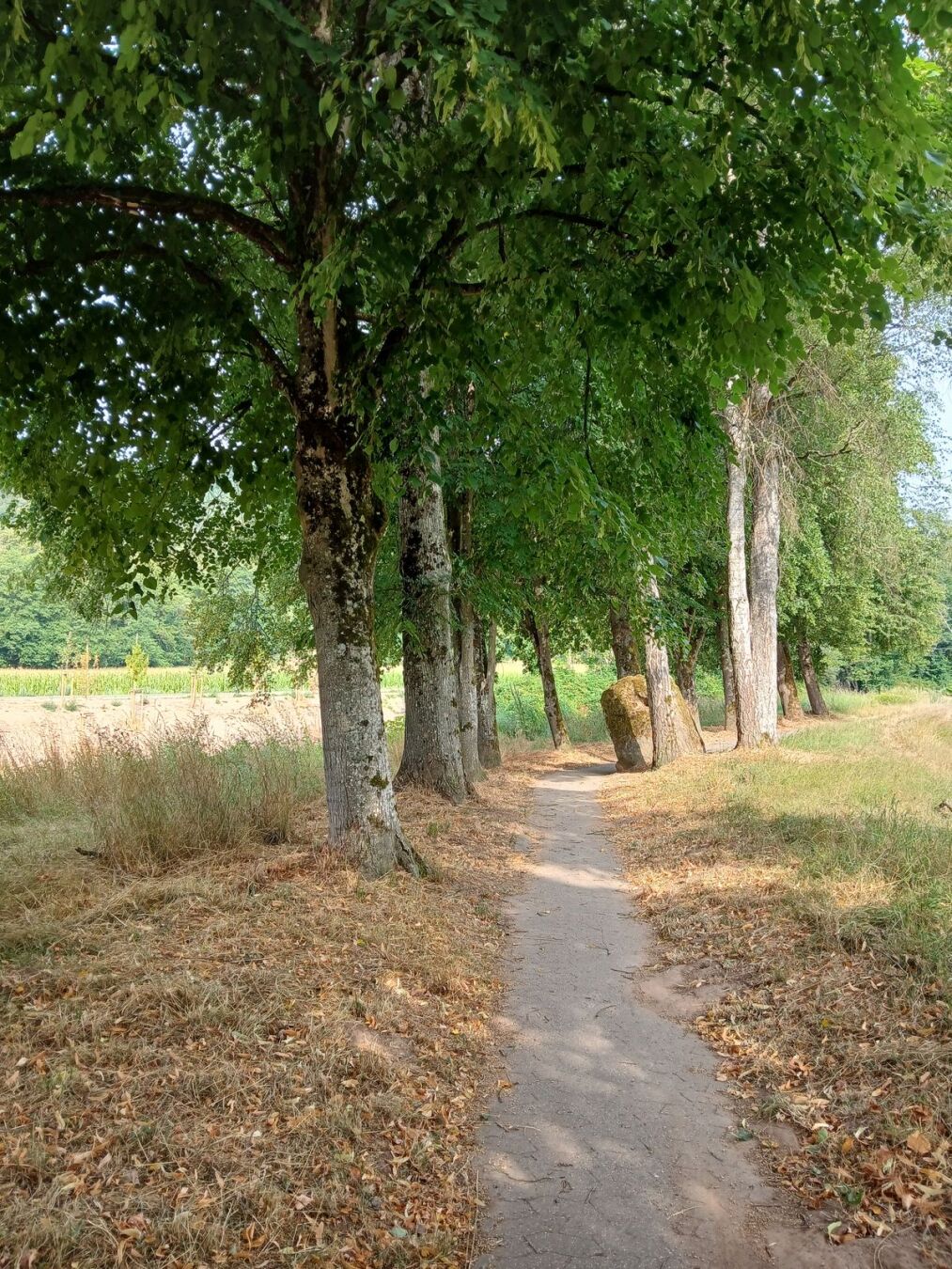 Un sentier étroit à proximité de la rivière et bordé d'arbres